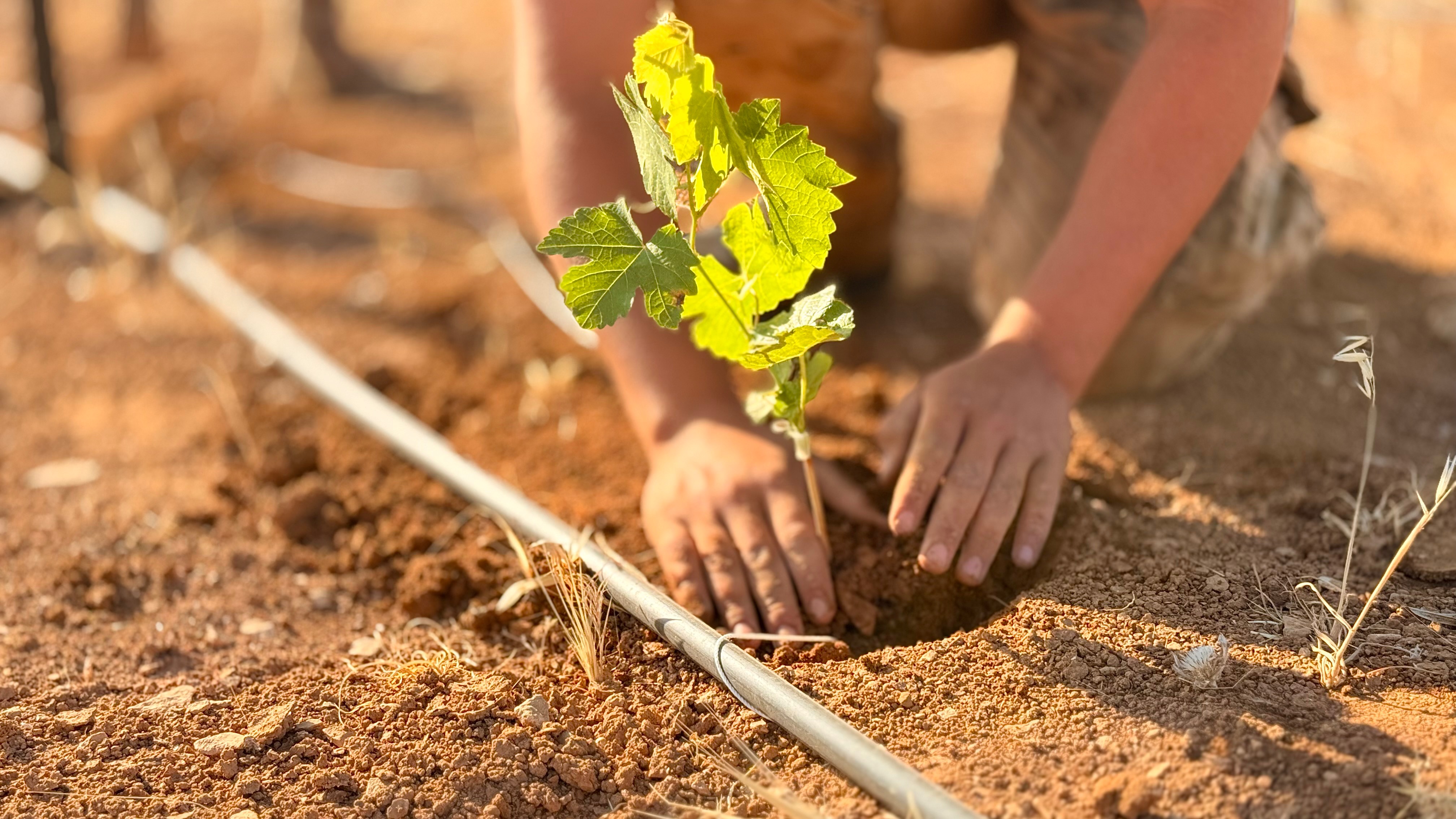 Hands nurturing a young vine seedling in the desert soil